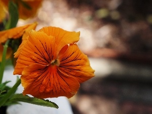Orange, pansy, Colourfull Flowers