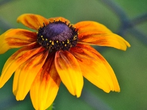 Orange, Rudbeckia