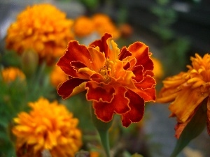 Orange, Stinkers, Tagetes, Colourfull Flowers, Tagetes