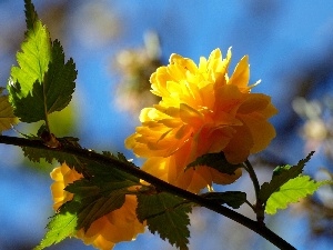 Orange, Bush, twig, Flowers, flower