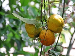 orange, maturing