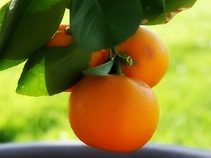 Orange, orange, sapling