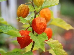 Orange, cup, physalis bloated