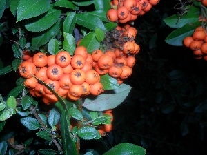 Orange, Fruits, Scarlet firethorn