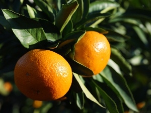 orange tree