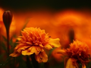 Turki, Orange, Tagetes