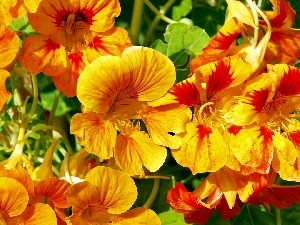 yellow, Orange, nasturtiums