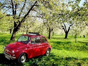 orchard, grass, Fiat 500