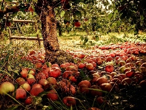 Przebijaj?ce, ligh, sun, luminosity, flash, apple-tree, apples, blur, orchard