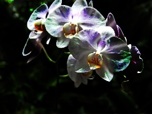 orchid