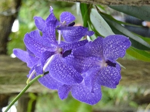 orchid