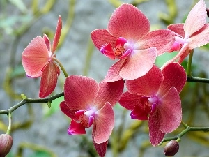 orchid