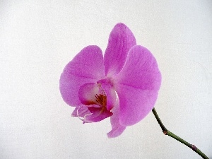 orchid