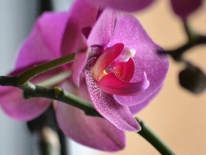 orchid, amaranth