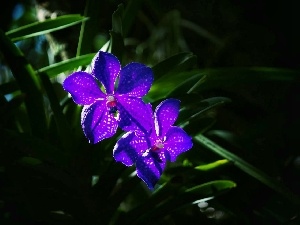 orchid, Blue