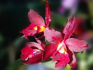 orchid, Claret