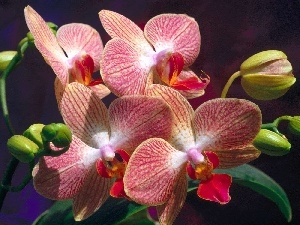 orchid, Buds, Colourfull Flowers