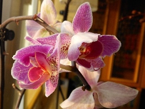 orchid, Flowers