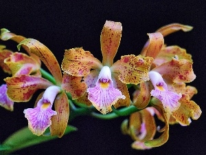 orchid, Flowers