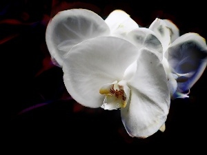 orchid, orchid