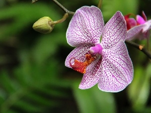 orchid, orchid