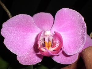 orchid, Pink