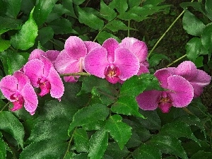 orchid, Pink