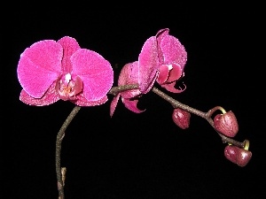 orchid, Pink