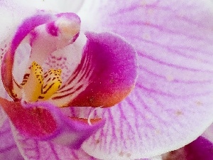 orchid, Pink