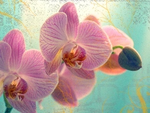 orchid, Pink