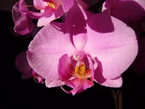 orchid, Pink