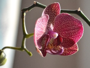 orchid, twig