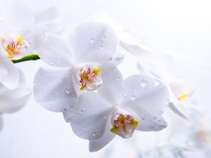orchid, White