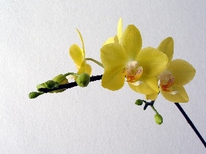 orchid, Yellow