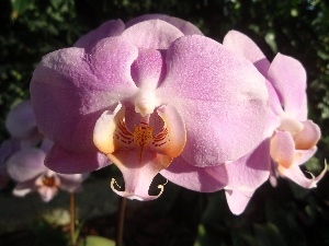 orchid