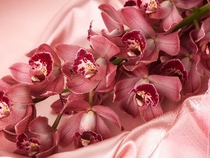 Pink, Orchidee, satin
