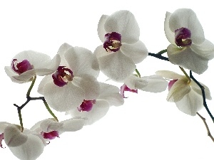 orchids