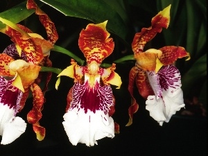 color, orchids, Flowers