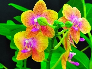 Flowers, orchids, color