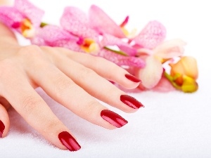 orchids, manicure, hand, Womens