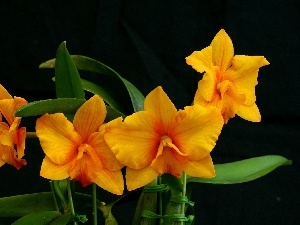 orchids, Orange