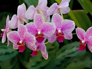 Pink, orchids, beatyfull