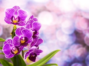 orchids, purple