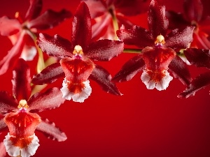 orchids, Red
