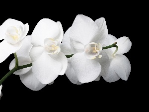 orchids, White