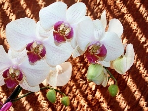 White, orchids, Flowers