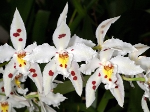 White, orchids, Flowers