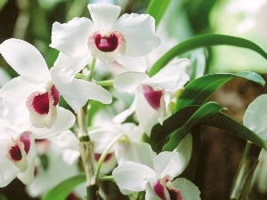 orchids, White