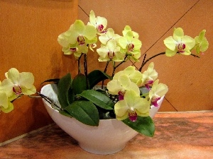 orchids, Yellow