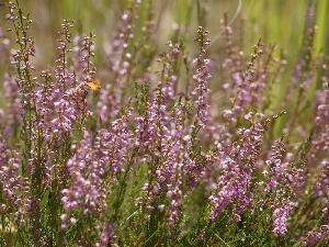 Heather ordinary, Pink